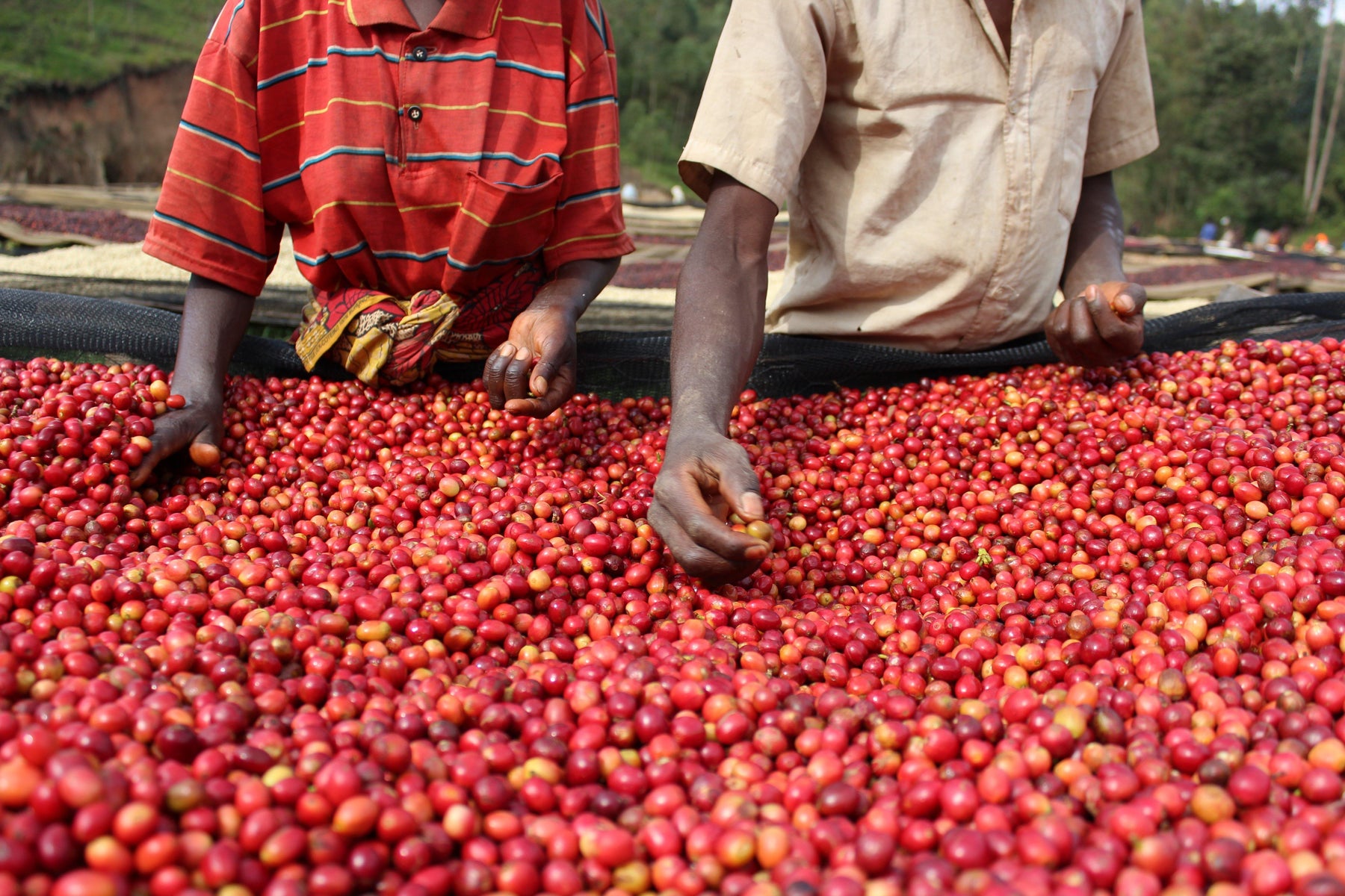 Mise à jour de l'origine : Burundi - 49th Parallel Coffee Roasters