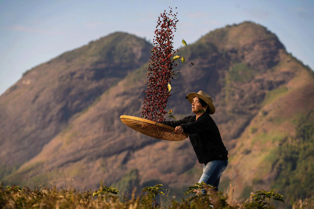 L'agriculture régénérative : L'avenir durable du café