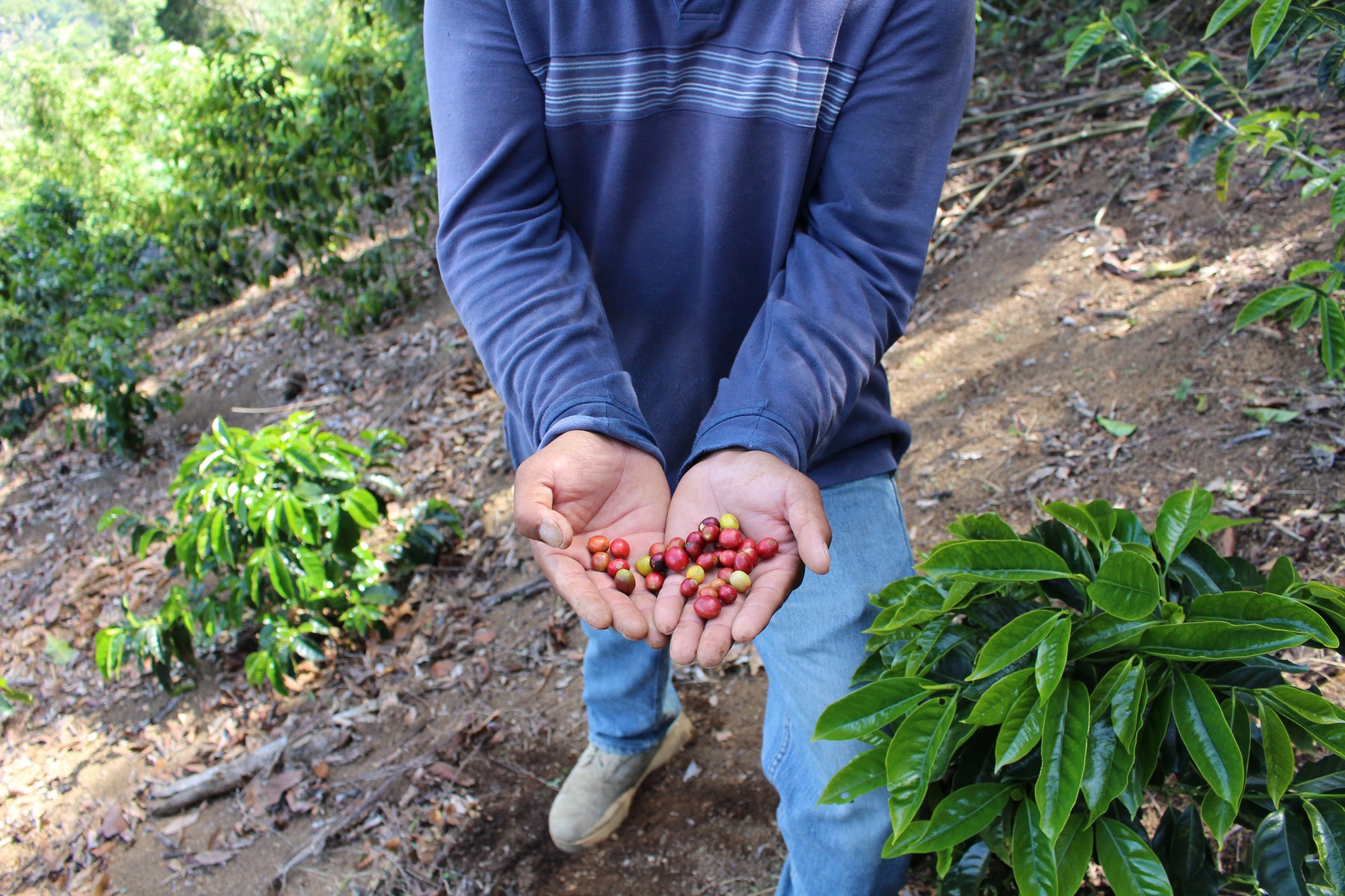 Le point sur l'origine : Honduras et visites de fermes