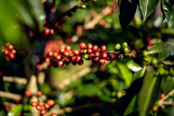 Les femmes dans le café : Maria Pacas, Café Pacas El Salvador