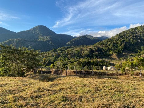 Mise à jour sur l'origine Panama et le café Abu