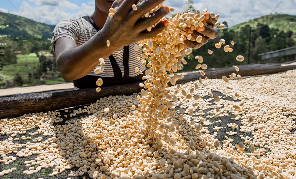 49th Parallel Coffee Roasters - World's Best Espresso - Direct Trade Specilaty Coffee - Rwanda Abakundakawa Women's Coffee for Mother's Day 