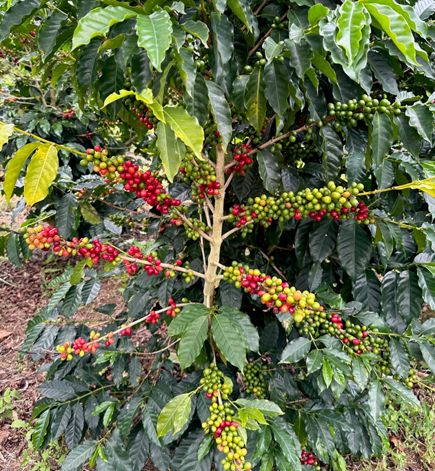 49th Parallel Coffee Roasters -Direct Trade Specialty Coffee_- Hawaii Ka'u Small Lot Series Single origin Filter Coffee