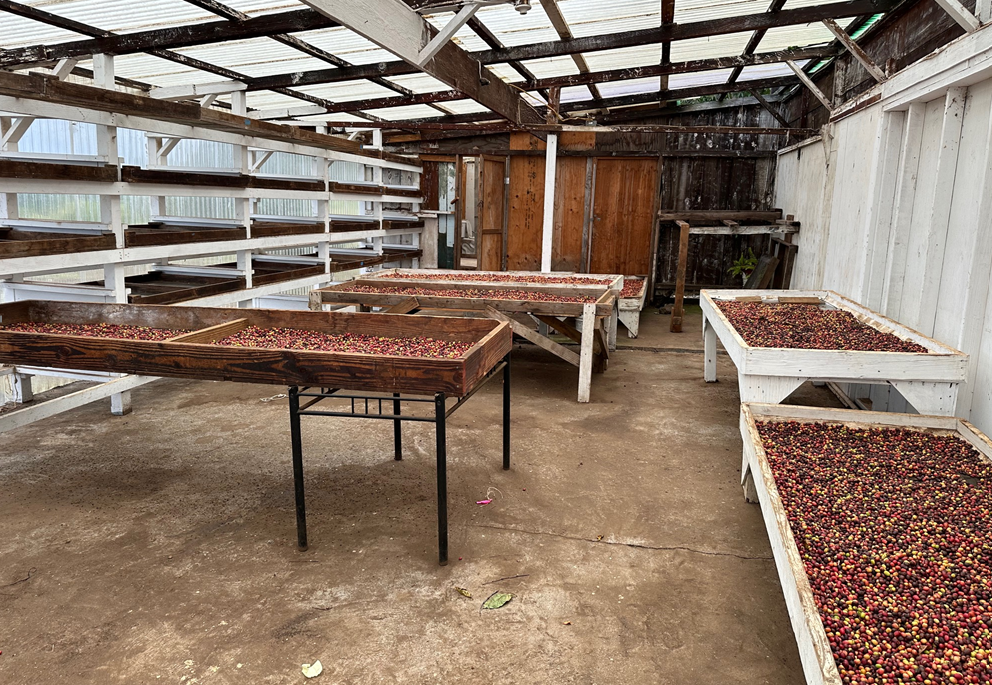 49th Parallel Coffee Roasters -Direct Trade Specialty Coffee_- Hawaii Ka'u Small Lot Series Single origin Filter Coffee