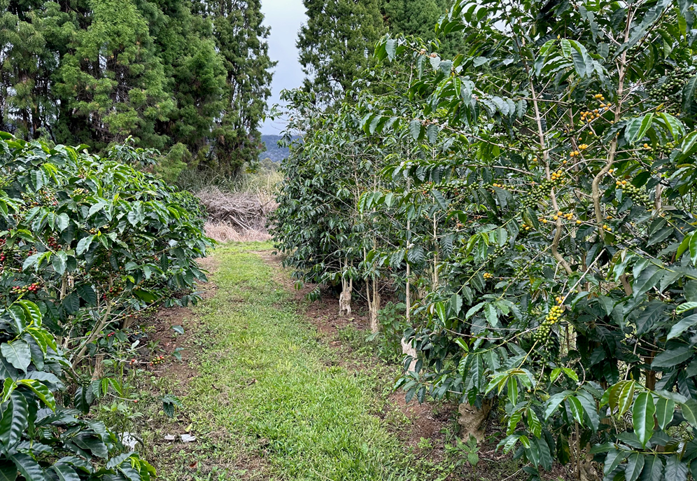 49th Parallel Coffee Roasters -Direct Trade Specialty Coffee_- Hawaii Ka'u Small Lot Series Single origin Filter Coffee