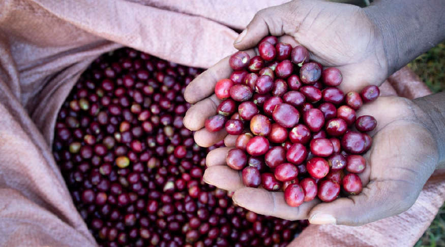 49th Parallel Coffee Roasters - Espresso de spécialité et café filtre