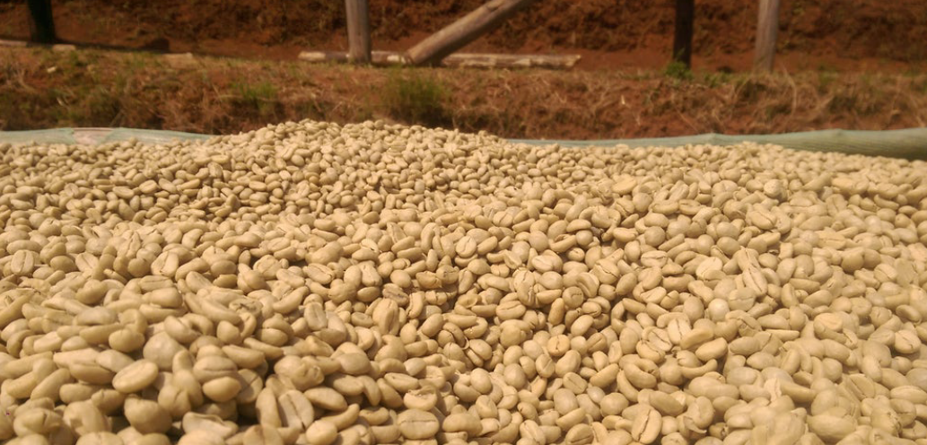 49th Parallel Coffee Roasters - Espresso de spécialité et café filtre