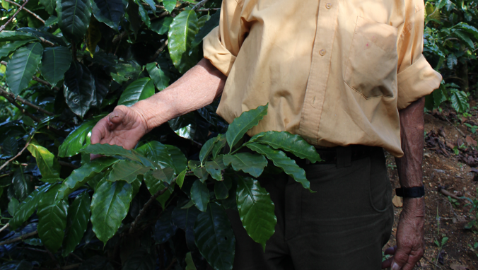 49th Parallel Coffee Roasters - Café de spécialité du commerce direct - Love Notes Espresso 