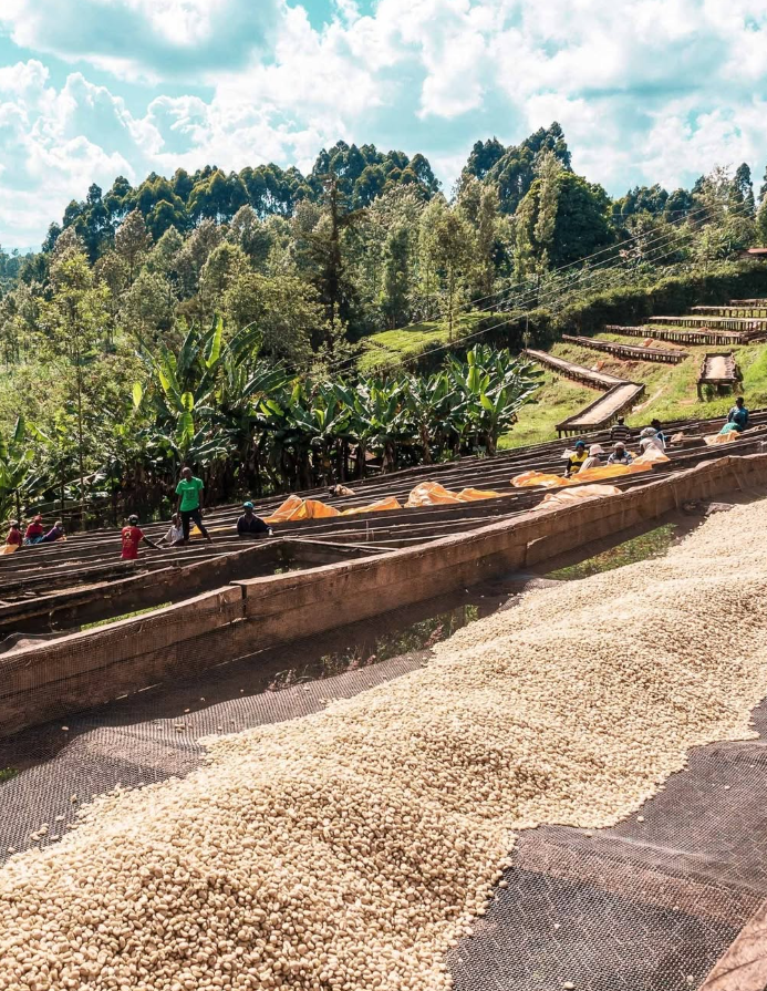 49th Parallel Coffee Roasters - Café expresso d'origine unique - Kenya Kangocho - Café de spécialité