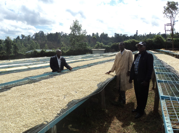 49th Parallel Coffee Roasters - Café expresso d'origine unique - Kenya Kangocho - Café de spécialité