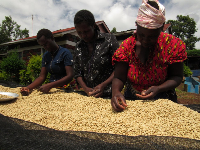 49th Parallel Coffee Roasters - Kenya Swara Café filtre d'origine unique