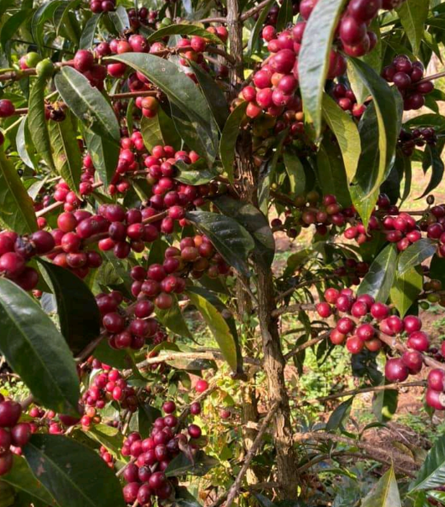 49th Parallel Coffee Roasters North Star Ethiopia Kamaro Espresso - Café de spécialité