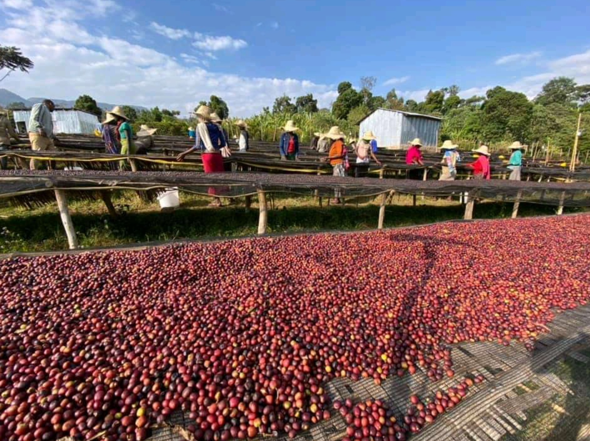 49th Parallel Coffee Roasters North Star Ethiopia Kamaro Espresso - Café de spécialité