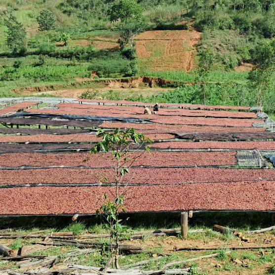 49th Parallel Coffee Roasters - Burundi Kayanza Butanyerera - Direct Trade Specialty Coffee 