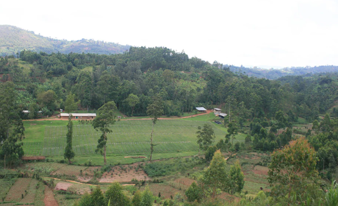 Torréfacteur 49th Paralle;l