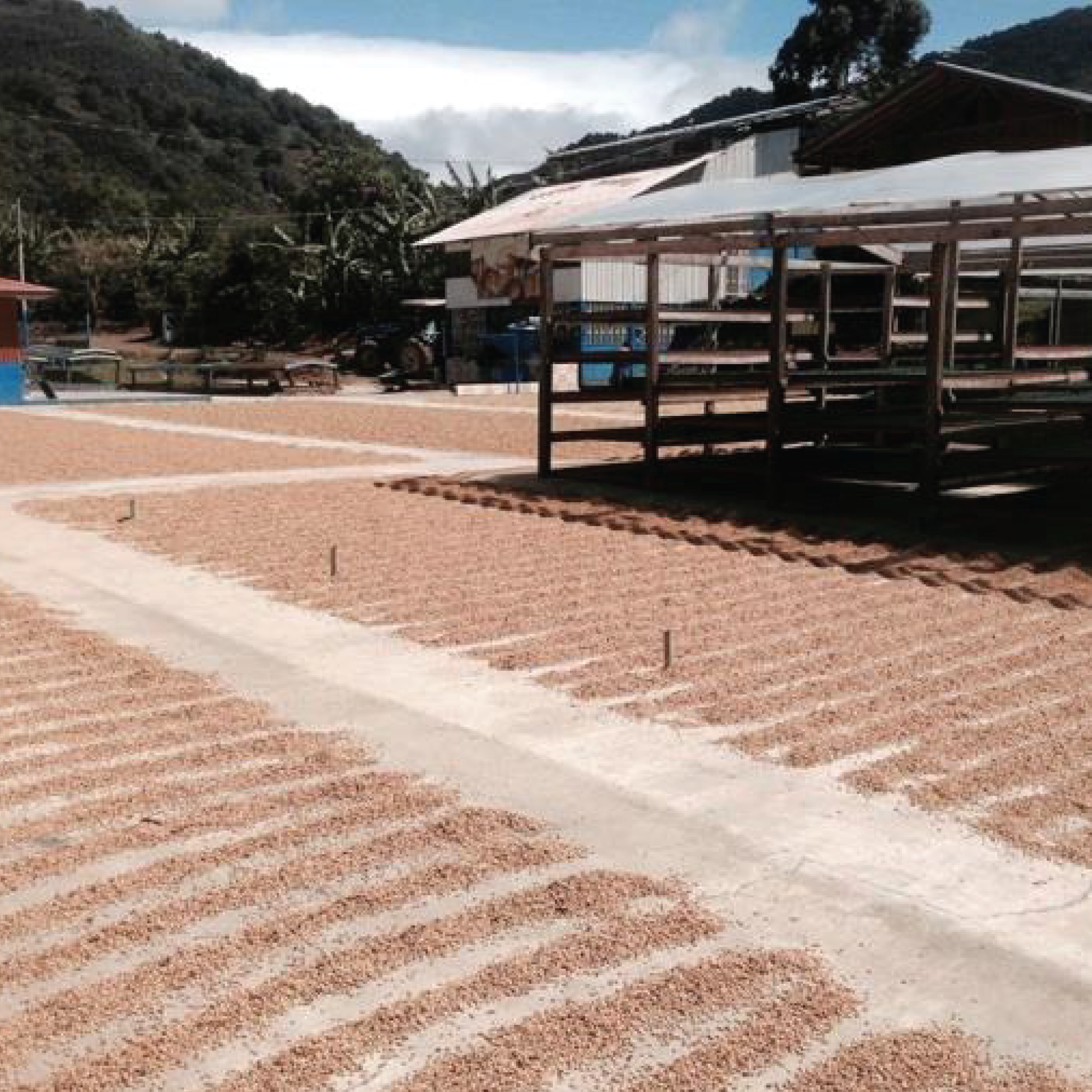 49th Parallel Coffee Roasters - Café de spécialité du commerce direct - Costa Rica El Vapor Natural (6oz)