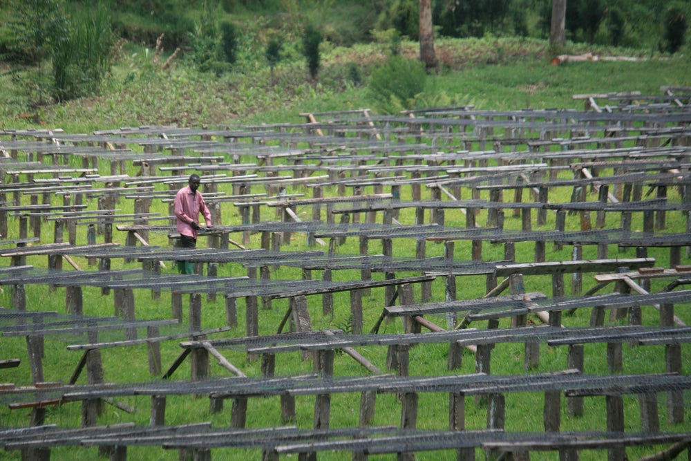 49th Parallel Coffee Roasters - Burundi Masha - Café de spécialité en commerce direct