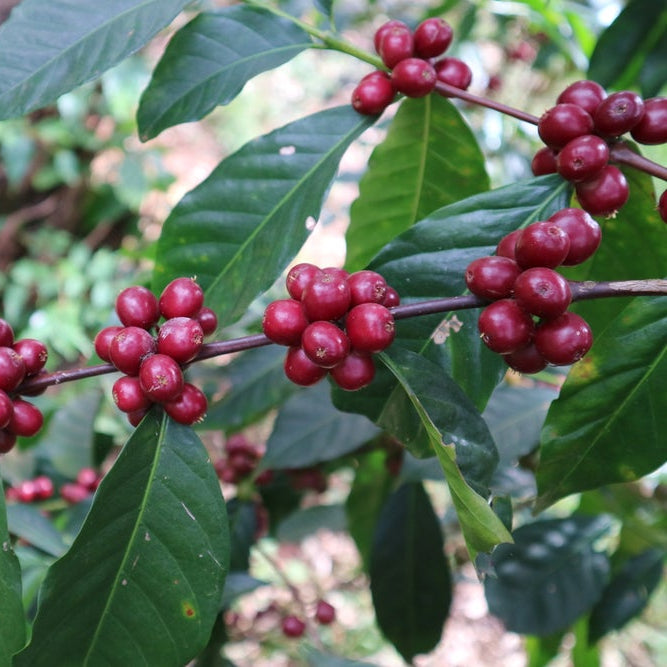 49th Parallel Coffee Roasters - Café expresso d'origine unique - Ethiopia Udeyi - Anniversary Roast