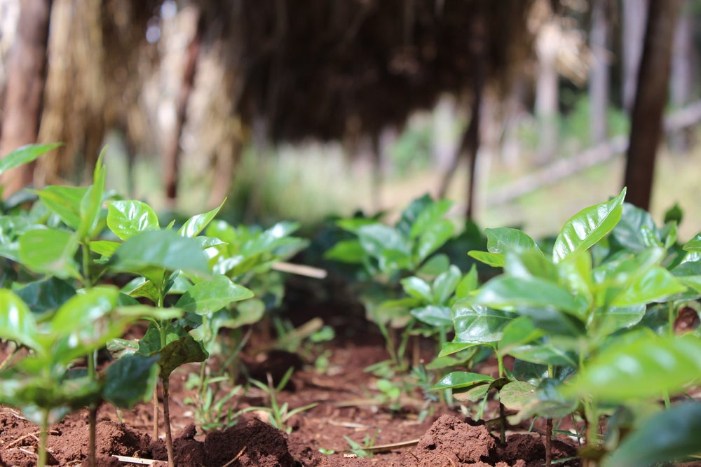 49th Parallel Coffee Roasters - Café expresso d'origine unique - Ethiopia Udeyi - Anniversary Roast