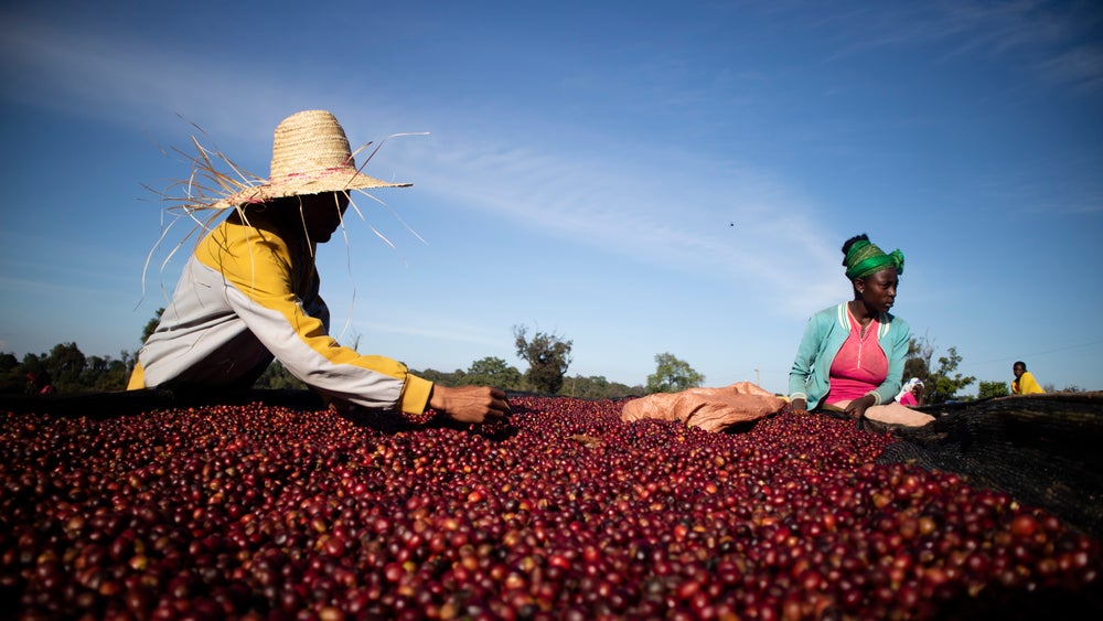 49th Parallel Coffee Roasters - Café expresso d'origine unique - Ethiopia Udeyi - Anniversary Roast