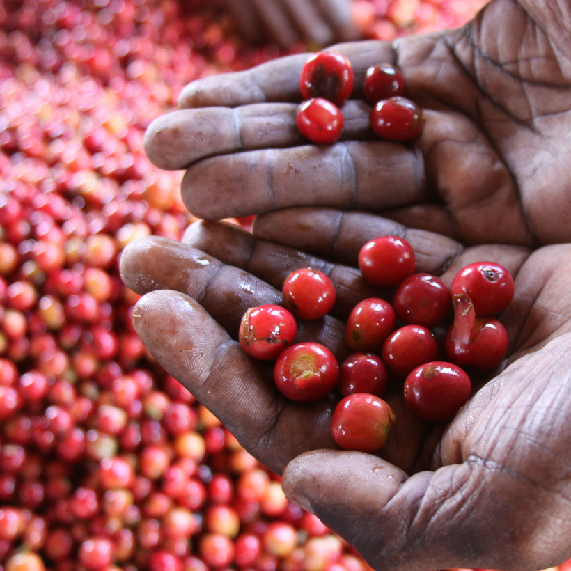 Kenya Marimira Peaberry (6oz)