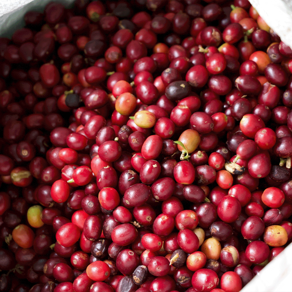 49th Parallel Coffee Roasters - Holiday Single Origin Filter - Honduras Piedras Amarillas - Direct Trade Specialty Coffee