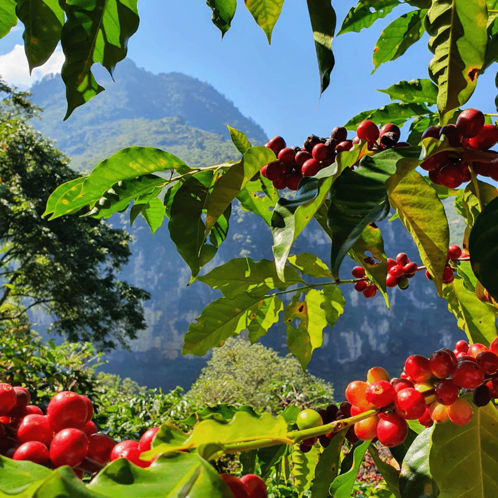 Guatemala La Garita (6oz)