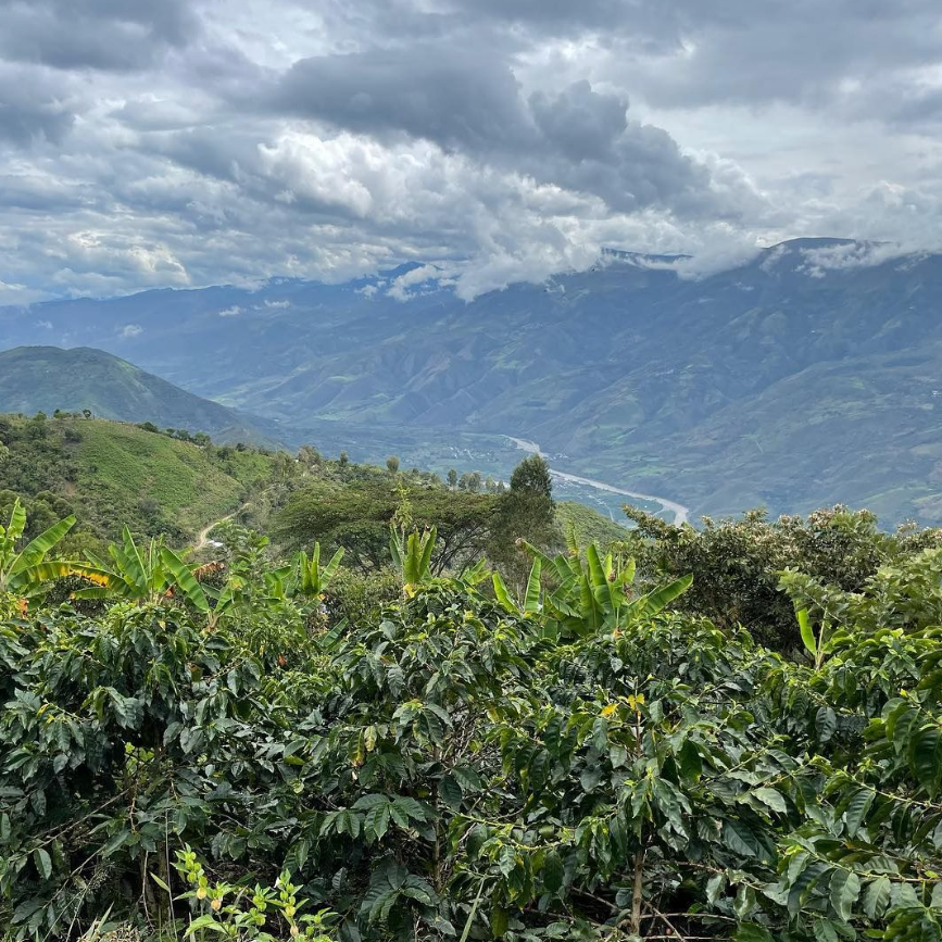 49th Parallel Coffee Roasters - Peru San Ignacio Espresso