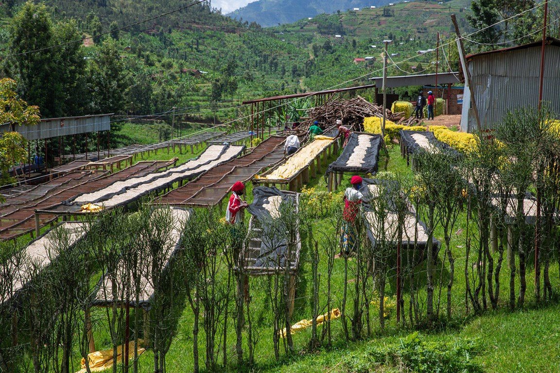 49th Parallel Coffee Roasters - World's Best Espresso - Direct Trade Specilaty Coffee - Rwanda Abakundakawa Women's Coffee for Mother's Day 