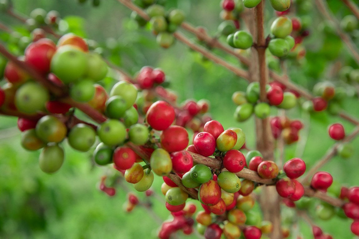 49th Parallel Coffee Roasters - World's Best Espresso - Direct Trade Specilaty Coffee - Rwanda Abakundakawa Women's Coffee for Mother's Day 