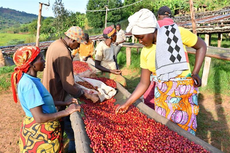 Burundi Bavyeyi Espresso naturel