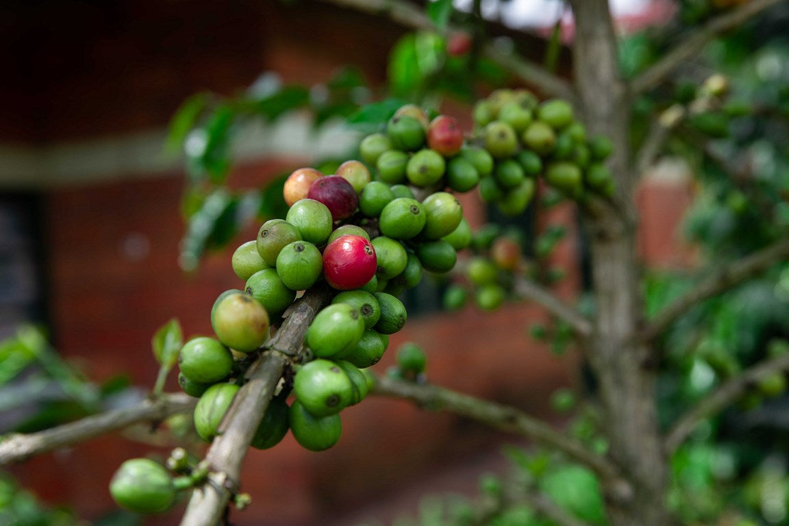 49th Parallel Coffee Roasters - World's Best Espresso - Direct Trade Specilaty Coffee - Rwanda Abakundakawa Women's Coffee for Mother's Day 