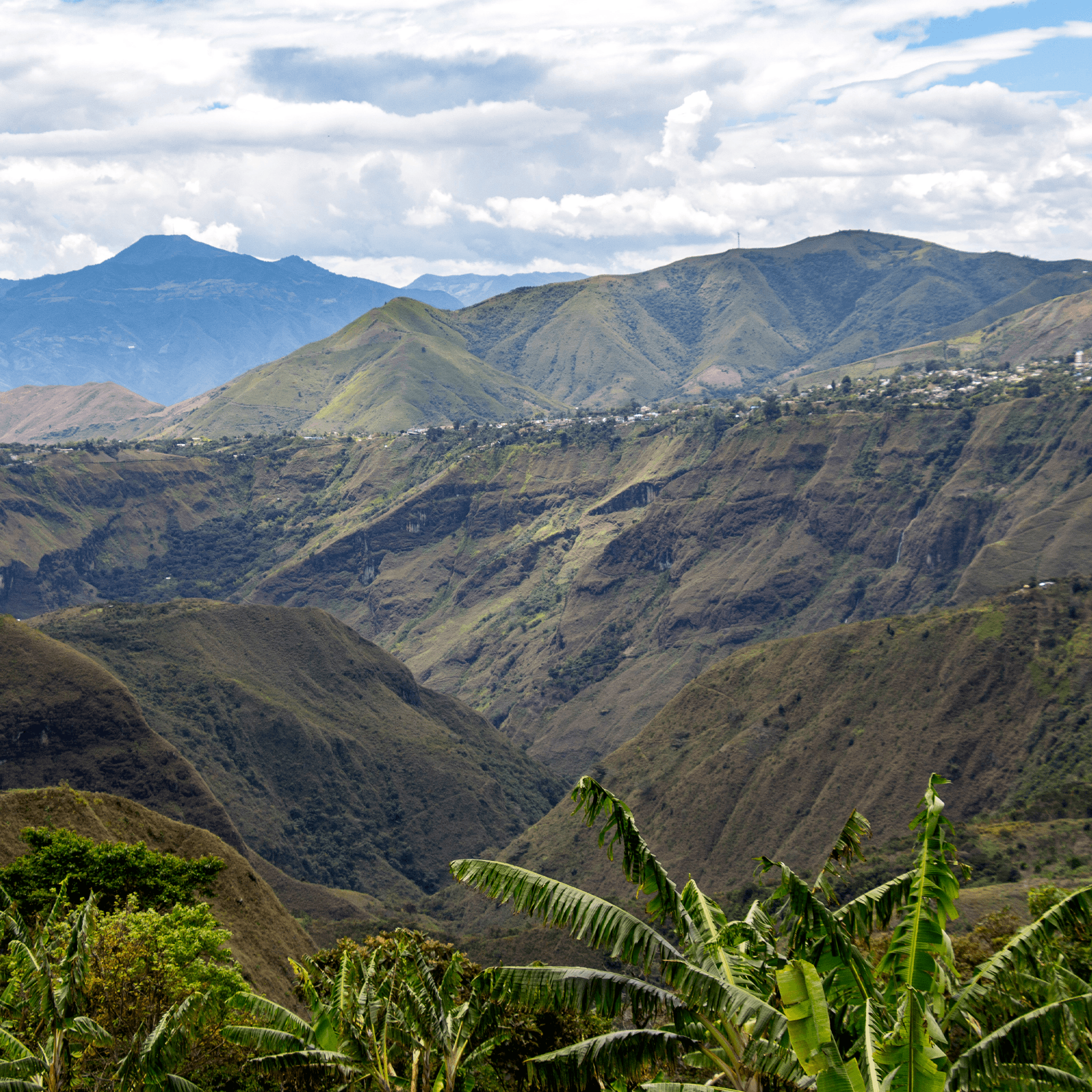 Colombie Las Mercedes (Ombligon) - 49th Parallel Coffee Roasters
