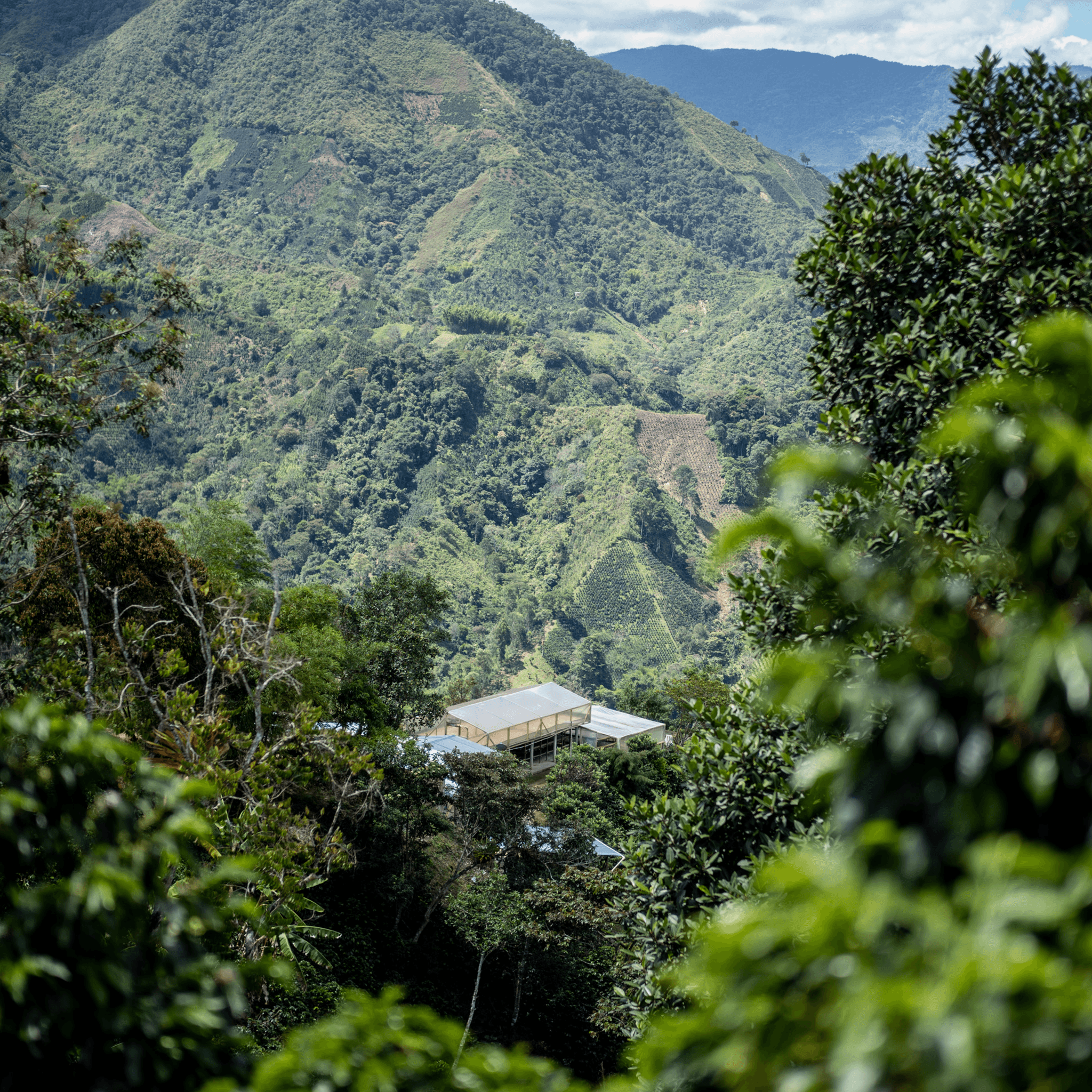 Colombie Las Mercedes (Ombligon) - 49th Parallel Coffee Roasters