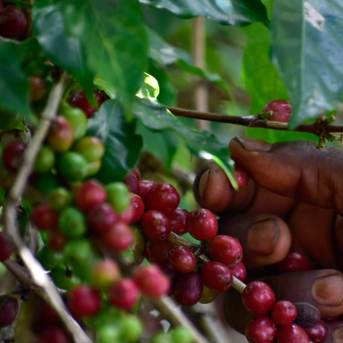 Ethiopia Banko Gotiti Filter Coffee