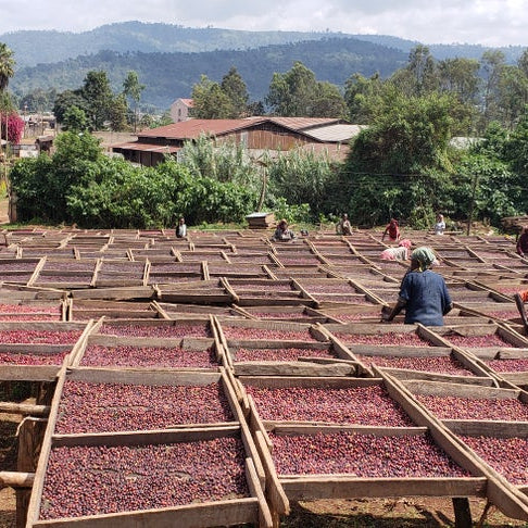Ethiopia Banko Gotiti Filter Coffee Sourcing