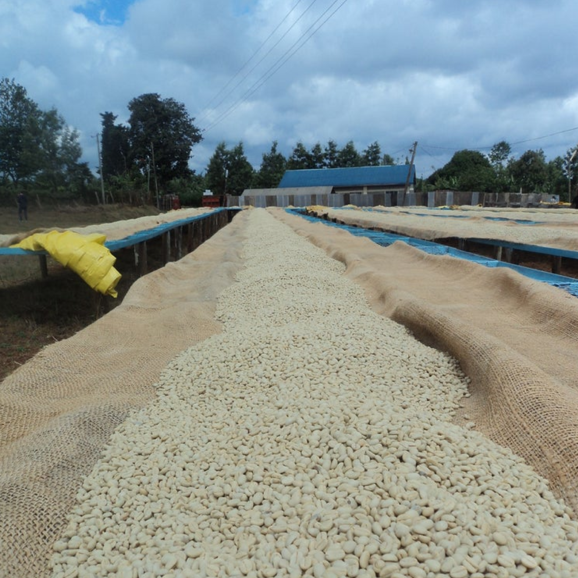 49th Parallel Coffee Roasters - Summer School Kenya Nyeri Ndaroini