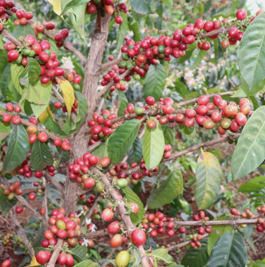 49th Parallel Coffee Roasters - Kenya Ngomano Coffee