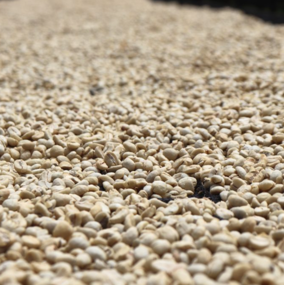 49th Parallel Coffee Roasters - Kenya Ngomano Small Lot Coffee
