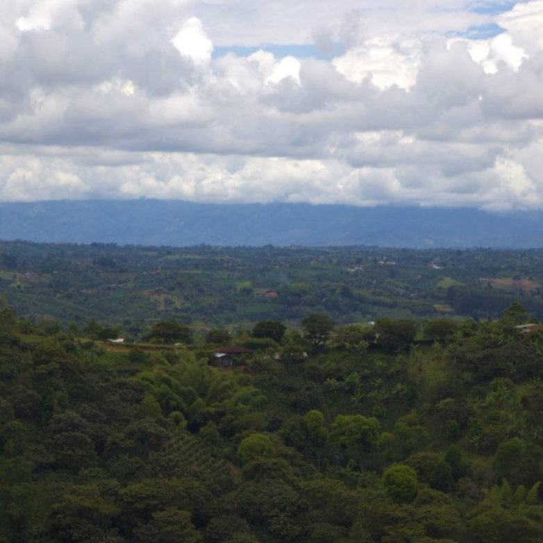 49th Parallel Coffee Roasters - Colombia Cauca Caldono Single origin Espresso Specialty Coffee