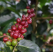 49th Parallel Coffee Roasters - Colombia Cauca Caldono Single origin Espresso Specialty Coffee
