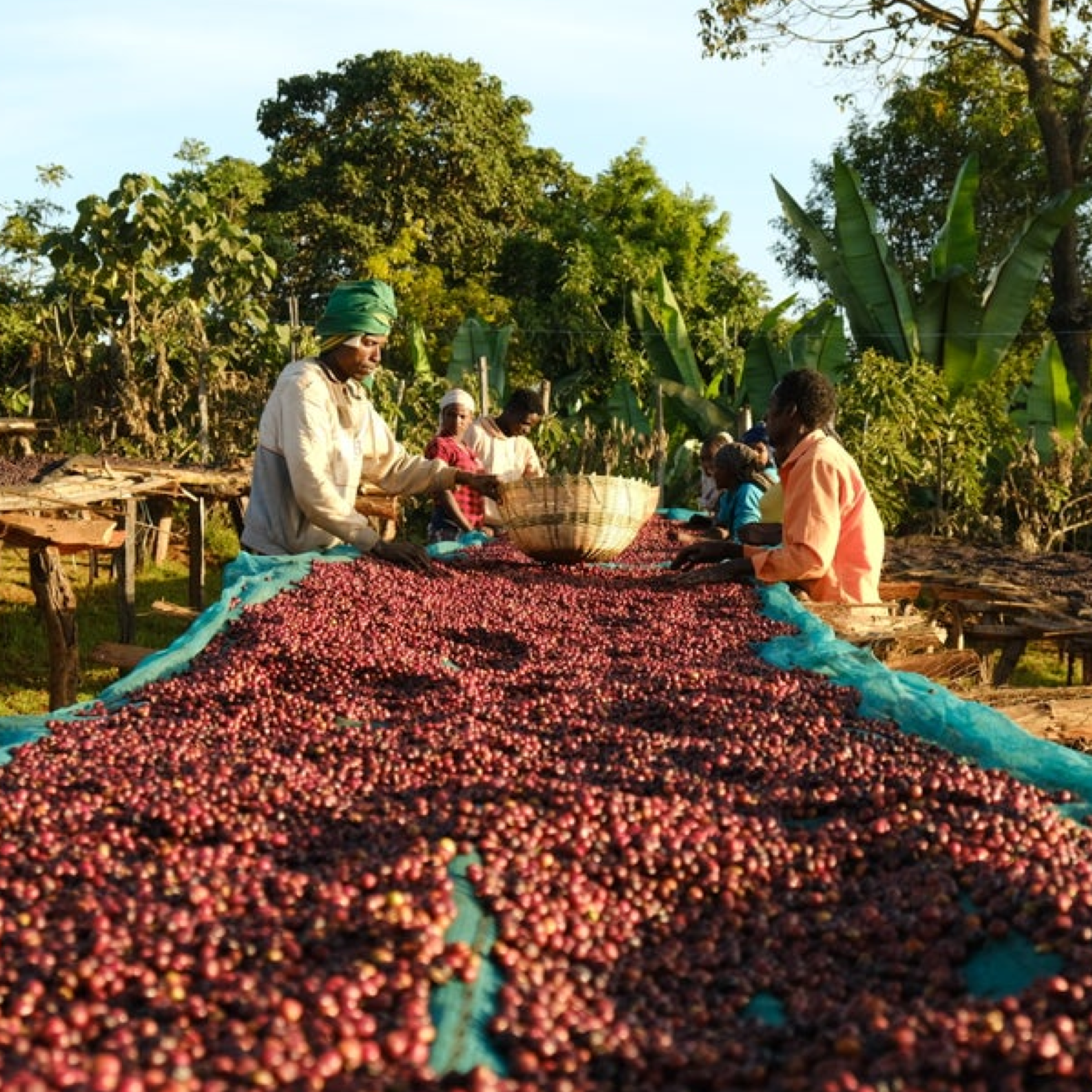 Ethiopia Guji Daannisa Espresso - Anniversary Roast