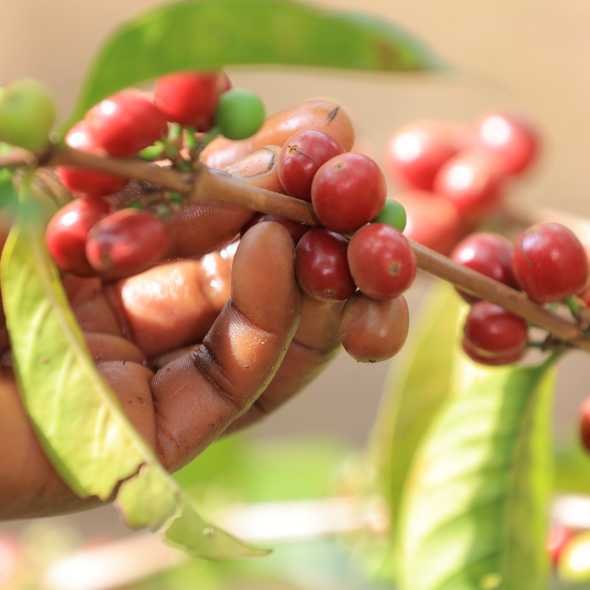 Ethiopia Guji Daannisa Espresso - Anniversary Roast