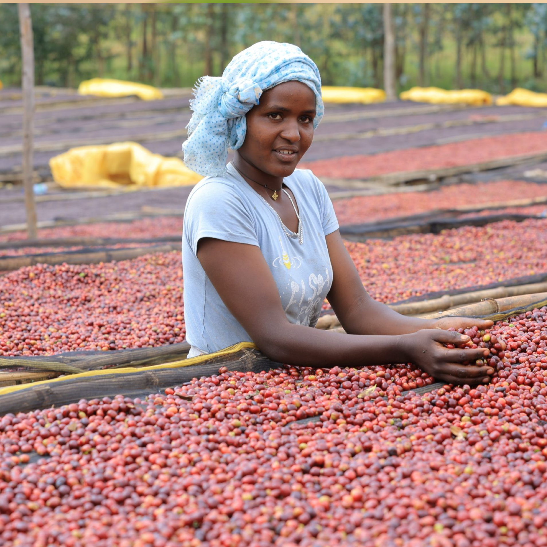 Ethiopia Guji Daannisa Espresso - Anniversary Roast