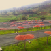 49th Parallel Coffee Roasters - Burundi Kayanza Butanyerera - Direct Trade Specialty Coffee 