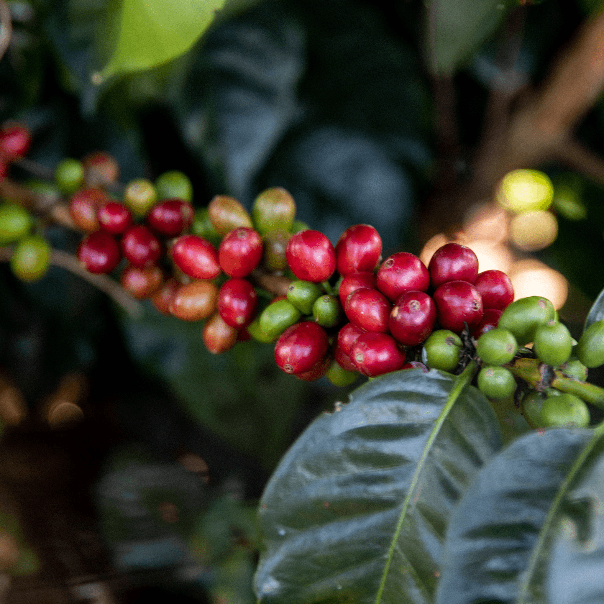 Colombia El Recuerdo