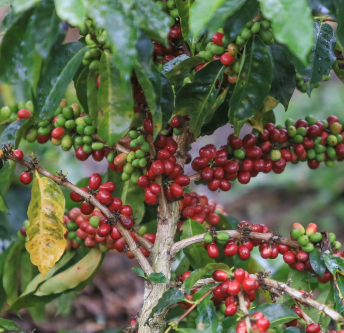 49th Parallel Coffee Roasters - Colombia Evelio Lasso Chiroso