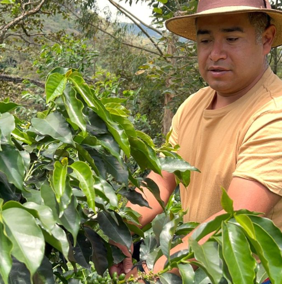 49th Parallel Coffee Roasters - Colombia Evelio Lasso Chiroso