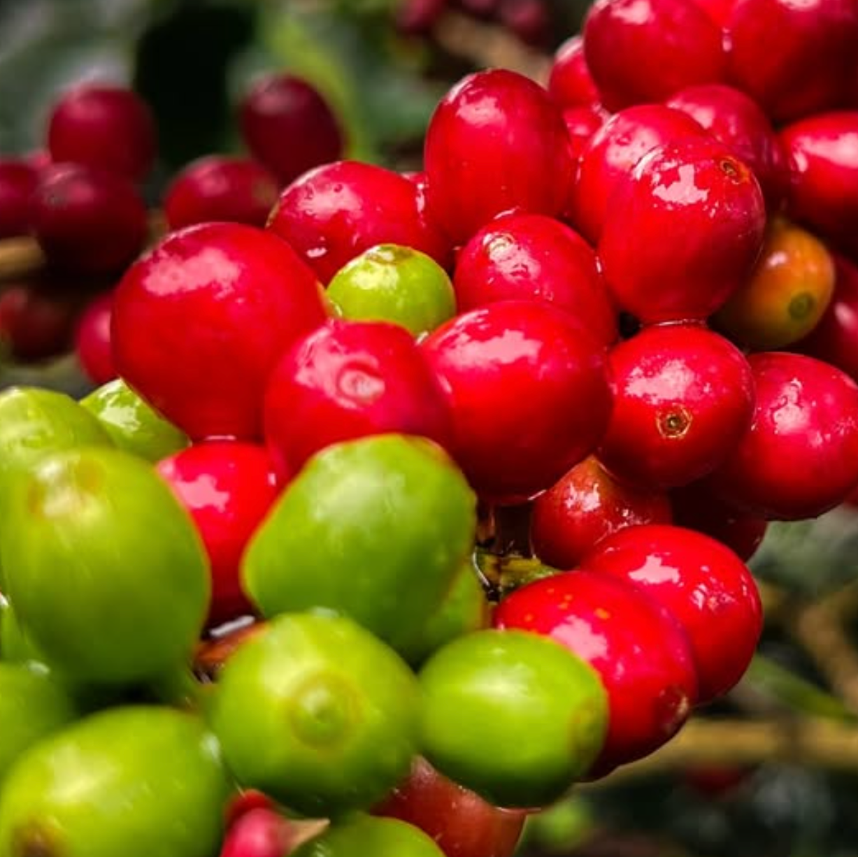 'World's Best' Espresso