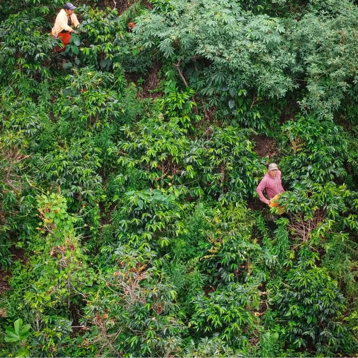 Colombia Nariño – Huellas Encanto- World's Best Espresso